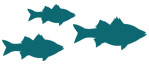 Little fish