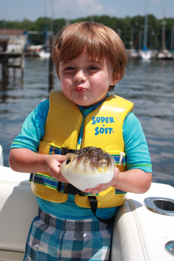 7-9-11 Blowfish Face 003[2]