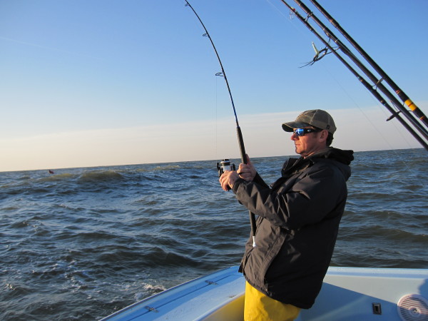 Striped Bass Hooked Up, Jersey Shore Beach N Boat Fishing Tournament
