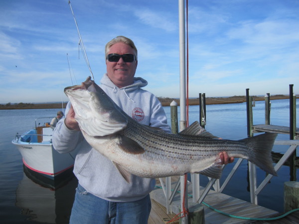 Stripped Bass, Jersey Shore Beach N Boat Fishing Tournament