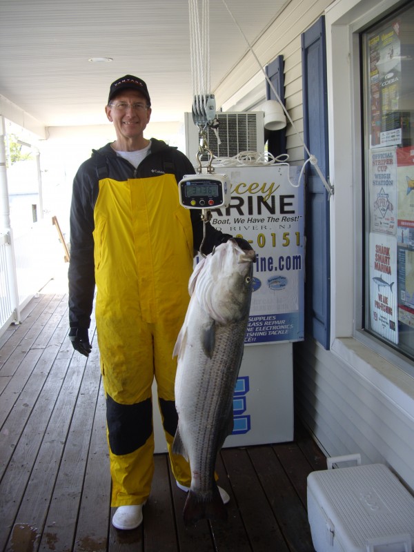 37.54 pound Striped bass weighed in to the Jersey Shore Beach N Boat Fishing Tournament by Ed Plichta on Sunday, May 12, 2013